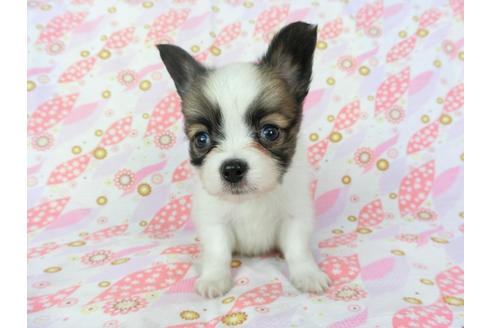 成約済の千葉県のパピヨン-72572の3枚目