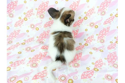 成約済の千葉県のパピヨン-72572の2枚目