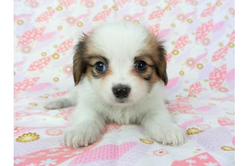 成約済の千葉県のパピヨン-72573の1枚目