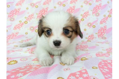 成約済の千葉県のパピヨン-72573の4枚目