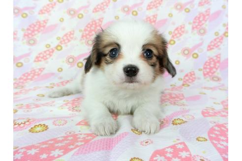 成約済の千葉県のパピヨン-72573の3枚目