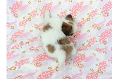 成約済の千葉県のパピヨン-72573の2枚目