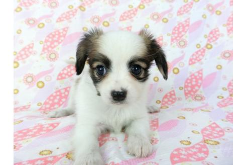 成約済の千葉県のパピヨン-72574の8枚目