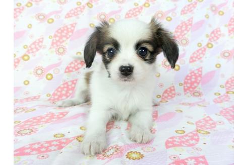 成約済の千葉県のパピヨン-72574の7枚目