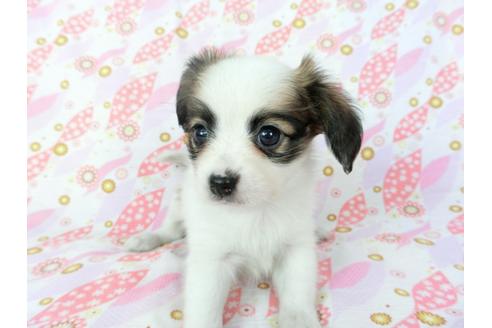 成約済の千葉県のパピヨン-72574の6枚目