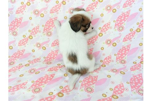 成約済の千葉県のパピヨン-72574の5枚目