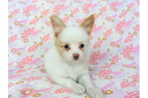 成約済の千葉県のパピヨン-72575の1枚目