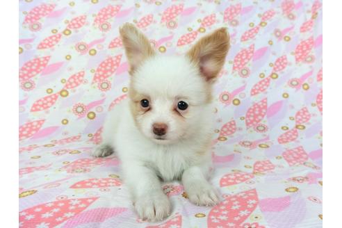 成約済の千葉県のパピヨン-72575の4枚目