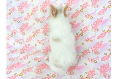 成約済の千葉県のパピヨン-72575の3枚目