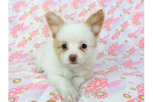 成約済の千葉県のパピヨン-72575の2枚目