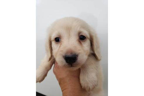 成約済の愛知県のミニチュアダックスフンド(ロングヘアード)-70525の1枚目