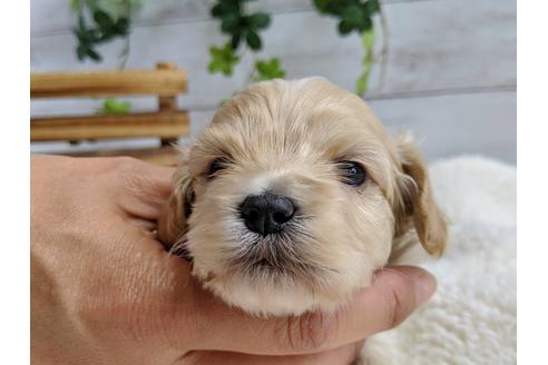 成約済の静岡県のマルプー:マルチーズ×トイプードル-71329の12枚目