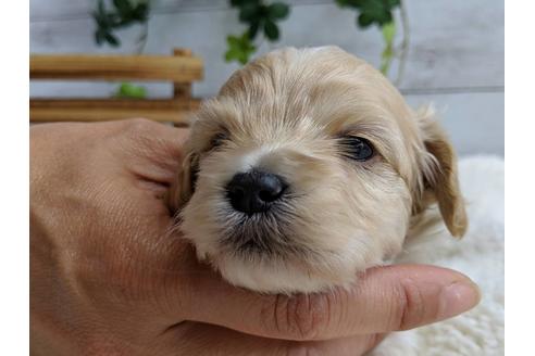 成約済の静岡県のマルプー:マルチーズ×トイプードル-71329の11枚目
