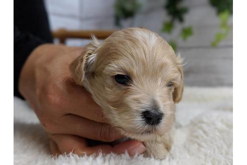 成約済の静岡県のマルプー:マルチーズ×トイプードル-71329の10枚目