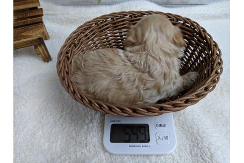 成約済の静岡県のマルプー:マルチーズ×トイプードル-71329の9枚目