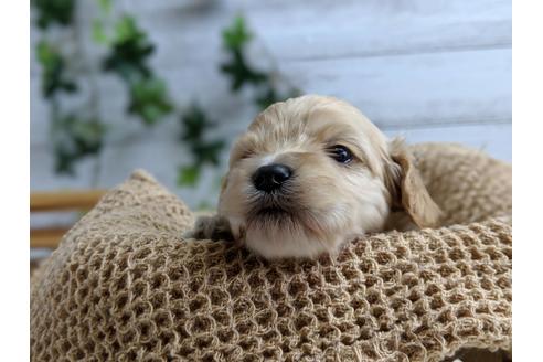 成約済の静岡県のマルプー:マルチーズ×トイプードル-71329の8枚目