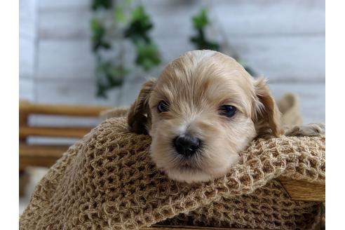 成約済の静岡県のマルプー:マルチーズ×トイプードル-71329の7枚目