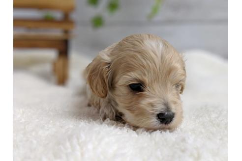 成約済の静岡県のマルプー:マルチーズ×トイプードル-71329の6枚目