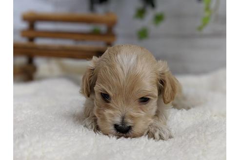 成約済の静岡県のマルプー:マルチーズ×トイプードル-71329の5枚目