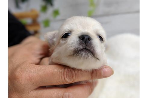 成約済の静岡県のチワワ(ロングコート)-71333の5枚目