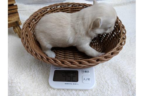 成約済の静岡県のチワワ(ロングコート)-71333の4枚目