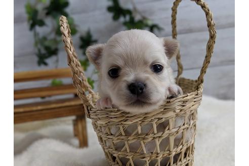 成約済の静岡県のチワワ(ロングコート)-71333の3枚目