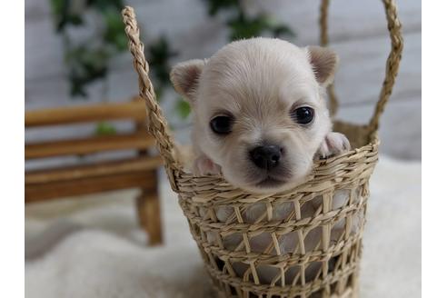 成約済の静岡県のチワワ(ロングコート)-71333の2枚目