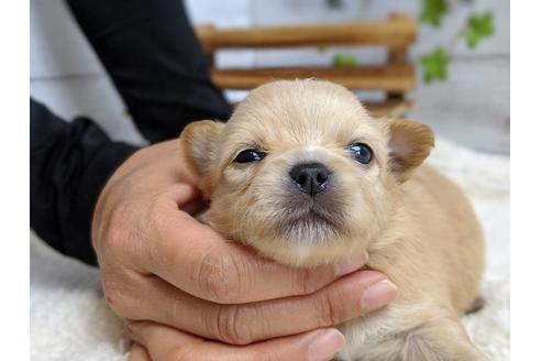 成約済の静岡県のチワワ(ロングコート)-71334の6枚目
