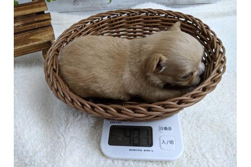 成約済の静岡県のチワワ(ロングコート)-71334の5枚目