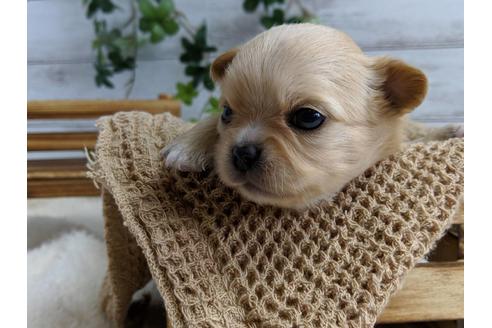 成約済の静岡県のチワワ(ロングコート)-71334の4枚目