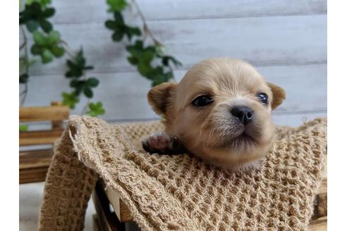 成約済の静岡県のチワワ(ロングコート)-71334の3枚目