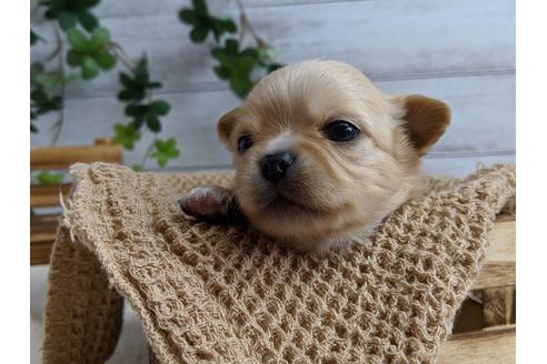 成約済の静岡県のチワワ(ロングコート)-71334の2枚目