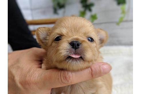 成約済の静岡県のチワワ(ロングコート)-71336の1枚目