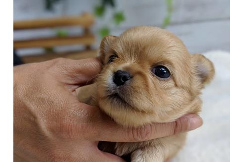 成約済の静岡県のチワワ(ロングコート)-71336の7枚目