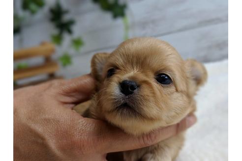 成約済の静岡県のチワワ(ロングコート)-71336の6枚目