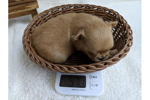 成約済の静岡県のチワワ(ロングコート)-71336の5枚目