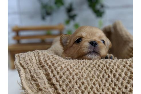 成約済の静岡県のチワワ(ロングコート)-71336の4枚目