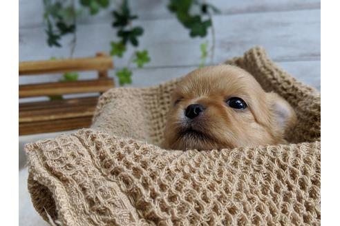 成約済の静岡県のチワワ(ロングコート)-71336の3枚目