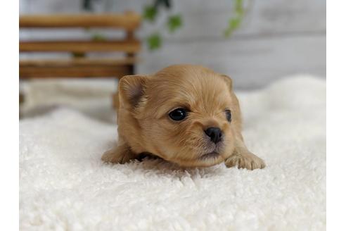 成約済の静岡県のチワワ(ロングコート)-71336の2枚目