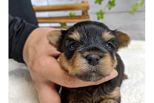 成約済の静岡県のヨークシャーテリア-71337の9枚目