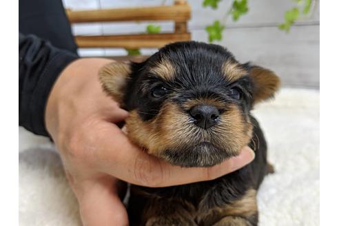 成約済の静岡県のヨークシャーテリア-71337の8枚目