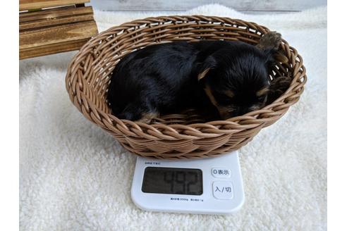 成約済の静岡県のヨークシャーテリア-71337の7枚目