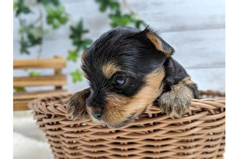 成約済の静岡県のヨークシャーテリア-71337の6枚目