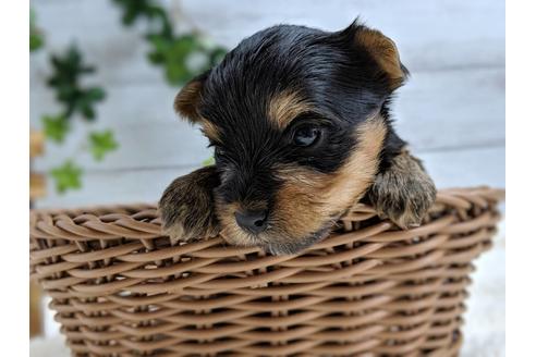 成約済の静岡県のヨークシャーテリア-71337の5枚目