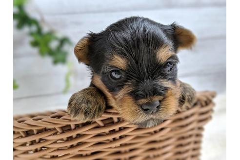 成約済の静岡県のヨークシャーテリア-71337の4枚目
