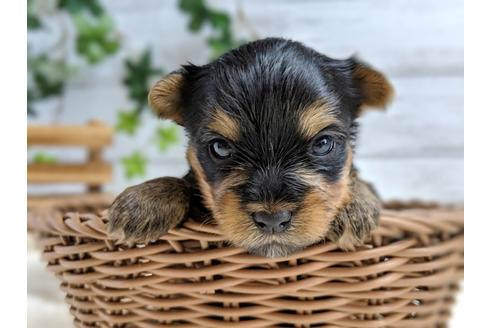 成約済の静岡県のヨークシャーテリア-71337の3枚目