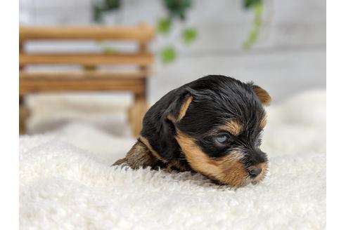 成約済の静岡県のヨークシャーテリア-71337の2枚目