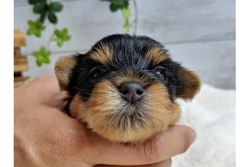 成約済の静岡県のヨークシャーテリア-71339の7枚目