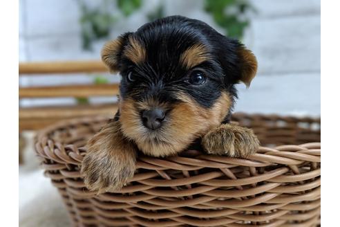 成約済の静岡県のヨークシャーテリア-71339の5枚目