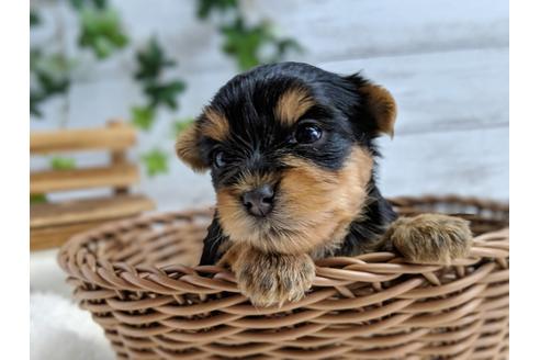 成約済の静岡県のヨークシャーテリア-71339の4枚目